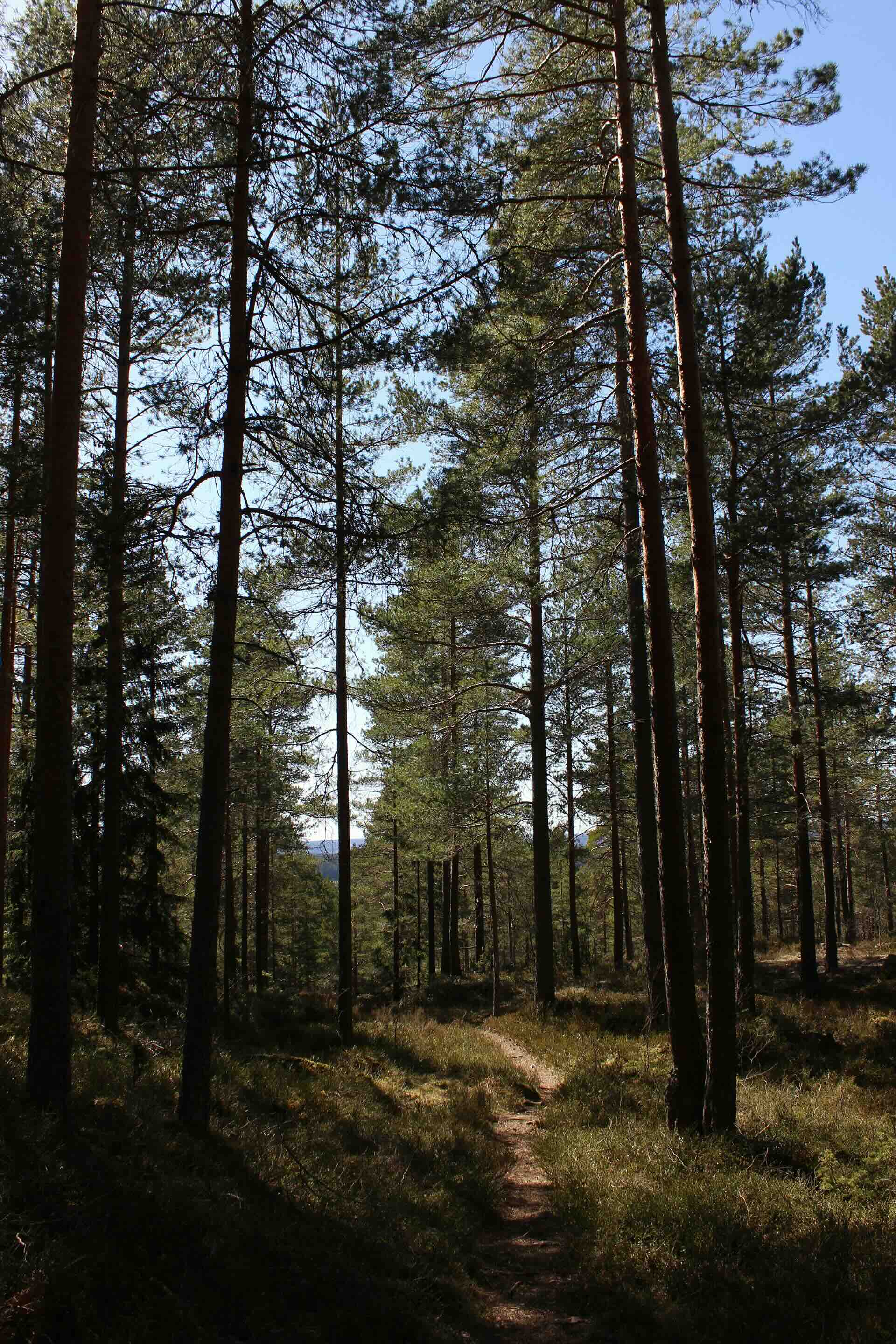 Jaktområde i skogen