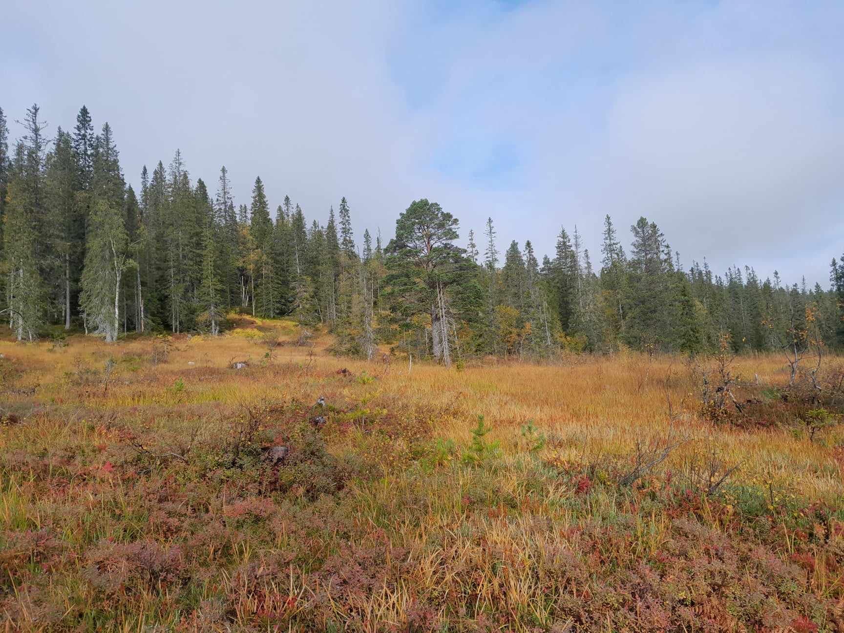 Hjortejakt på Årgård