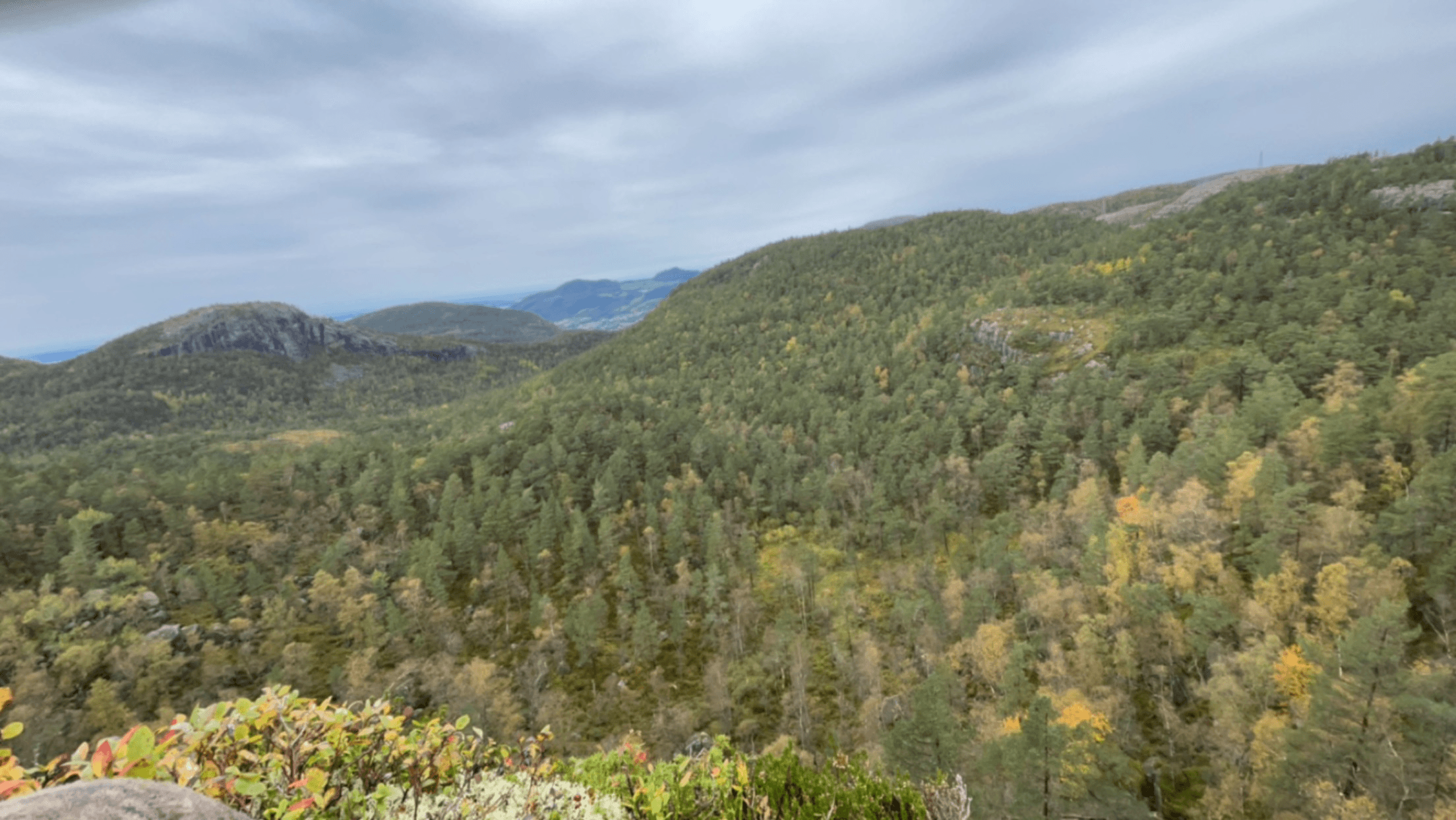 Bukkejakt i Ryfylke (Strand og Hjelmeland JFF)