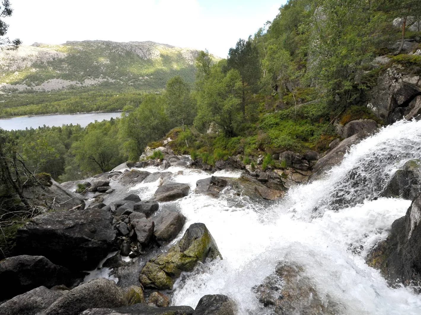 Hjortejakt i Ryfylke (Strand og Hjelmeland JFF)