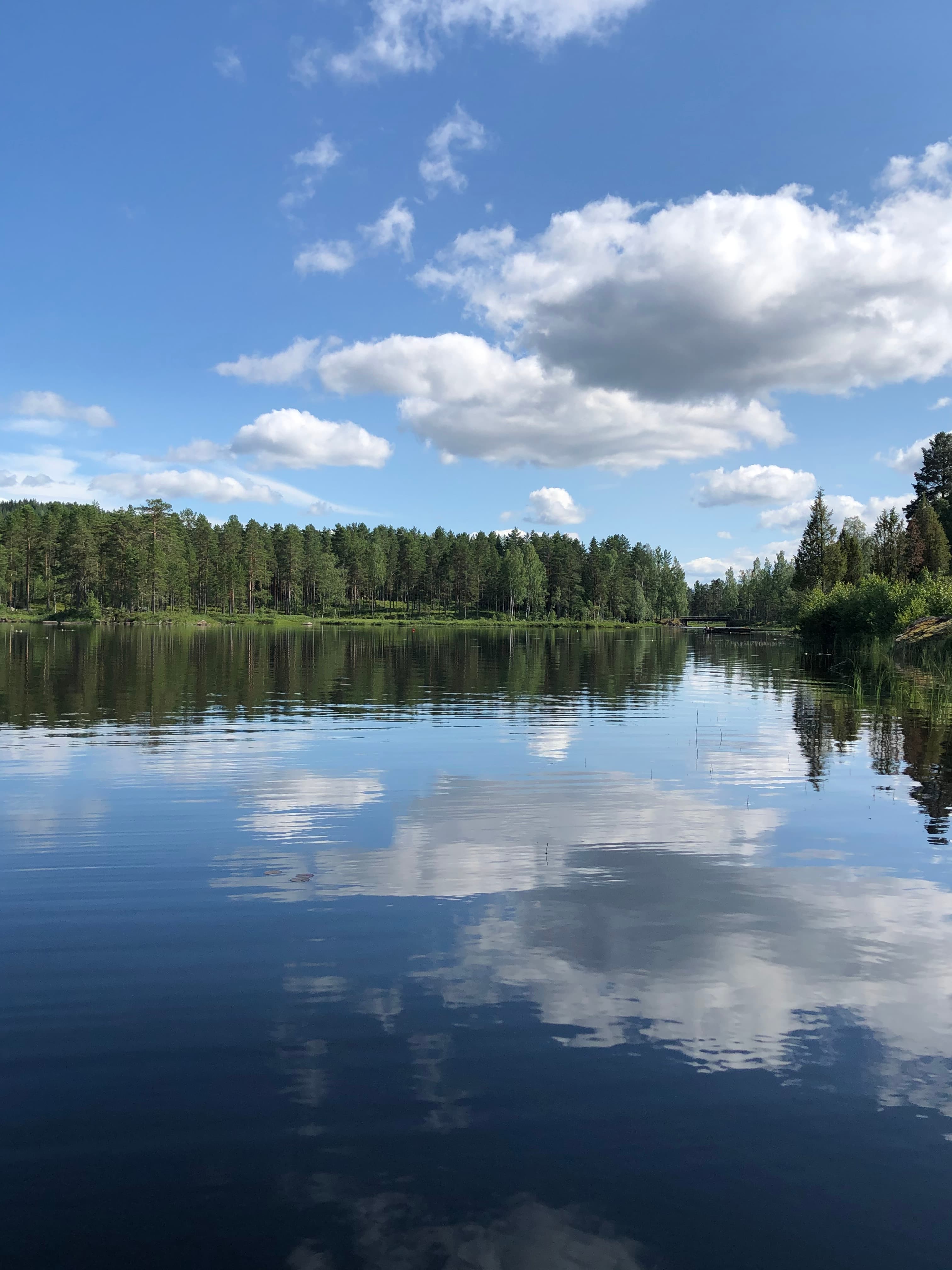 Skogsfugl jakt i nydelig terreng nær Sverige